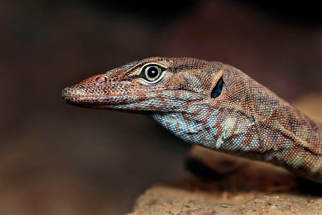 Licensed casinos in Australia