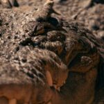 Unlock Australia’s Top Live Sports Betting Sites & Tips