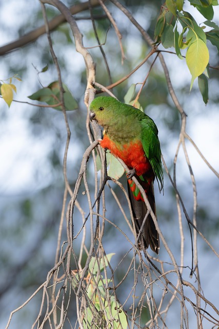 Mobile pokies for Australians