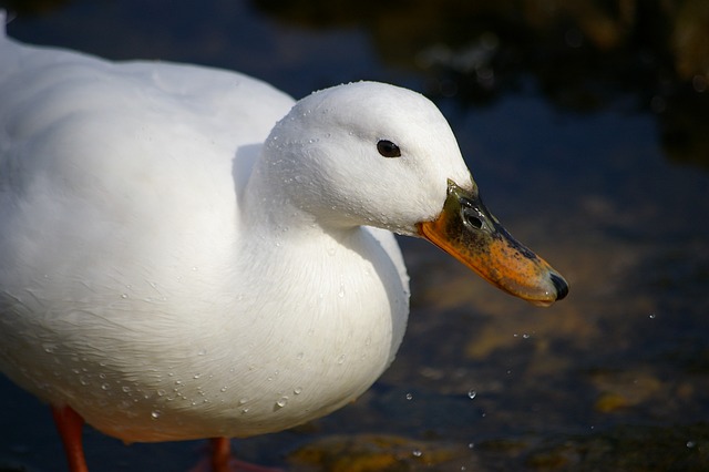 Mobile sports betting with the best odds