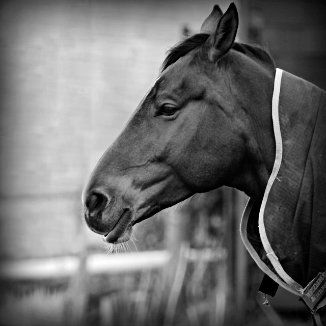 Mobile sports betting with the best odds