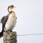 Maximise Wins: Master Multi-bet Sports Strategies for Aussies