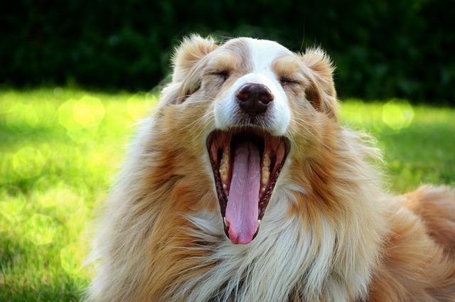 New Aussie online pokies