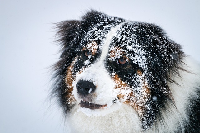 New Aussie online pokies