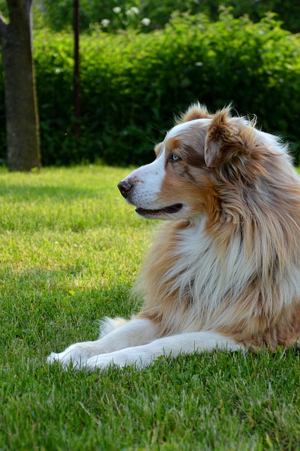 New Aussie online pokies