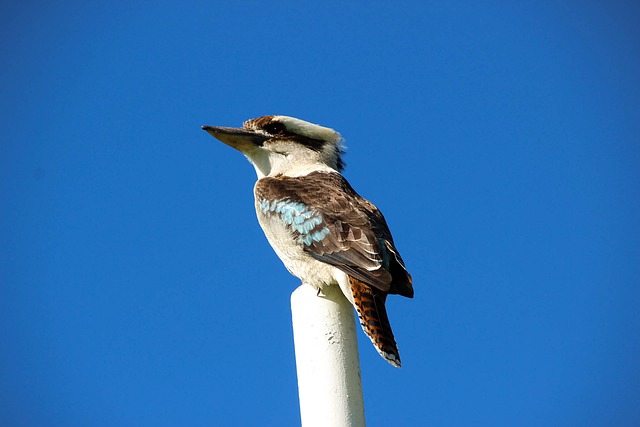 New Aussie online pokies