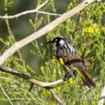 Unleash Swift Wins: New Australian Sports Betting Sites 2024