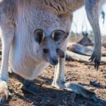 Unleash Aussie Pokies Wins: No Deposit Bonuses Explained