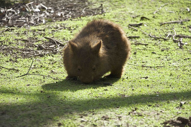 NRL betting strategies for Australians