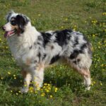 Master Low NRL Bets: Strategies for Australian Success