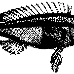 Unleash Winning NRL Betting Strategies for Australians