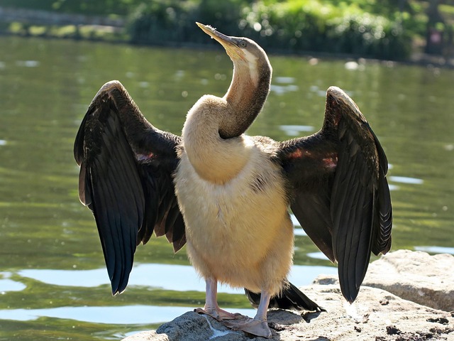 NRL betting strategies for Australians