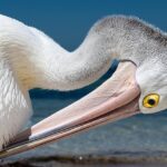 Master NRL Betting Strategies with Top Mobile Apps for Aussies