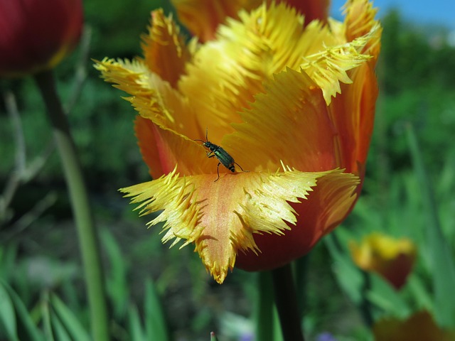 NRL live betting tips Australia