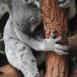 Fast Withdrawal Baccarat Sites in Australia: Top Picks & Tips