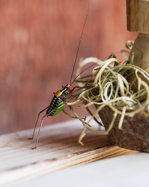 Online betting on cricket Australia