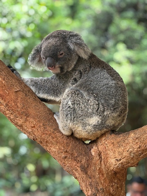 Online betting on cricket Australia