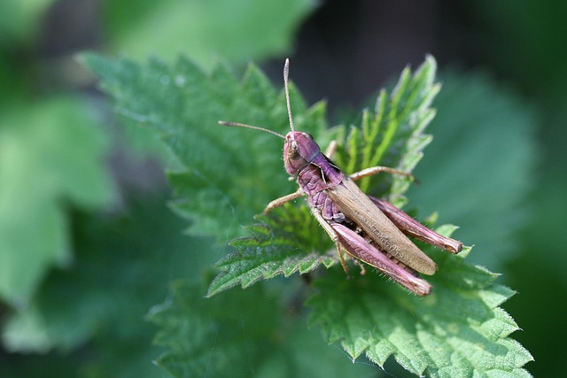 Online betting on cricket Australia