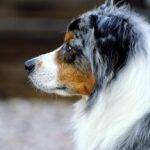 Master High Roller Craps: Australian Guide to Online Success