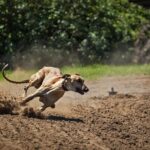 Mastering Online Greyhound Bets in Australia’s Racing Scene