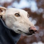 Online Greyhound Betting Australia: Instant Play Tips & Tricks