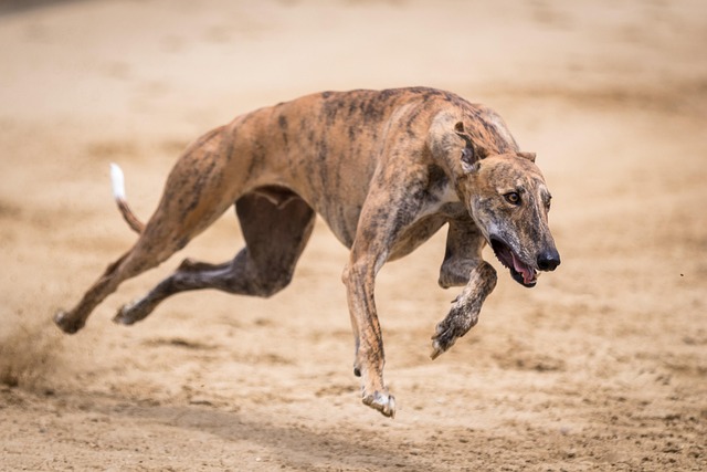 Online greyhound betting Australia