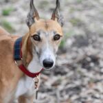 Online Greyhound Betting: Australia’s Reputable Licensed Sites Guide