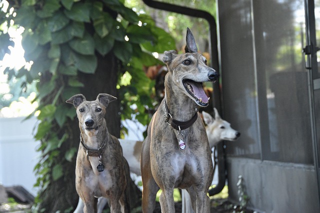 Online greyhound betting Australia