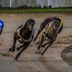 Top Australian Greyhound Betting Sites for Safe Online Racing