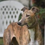 Mastering Online Greyhound Betting in Australia’s Legal Landscape