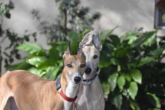 Online greyhound betting Australia