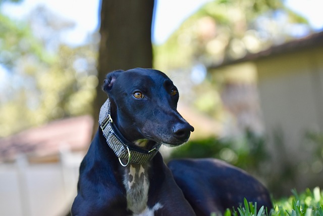 Online greyhound betting Australia