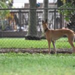 Unleash Rewards: Online Greyhound Betting Australia’s Exclusive Bonuses