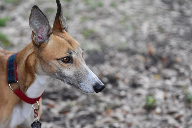 Online greyhound betting Australia