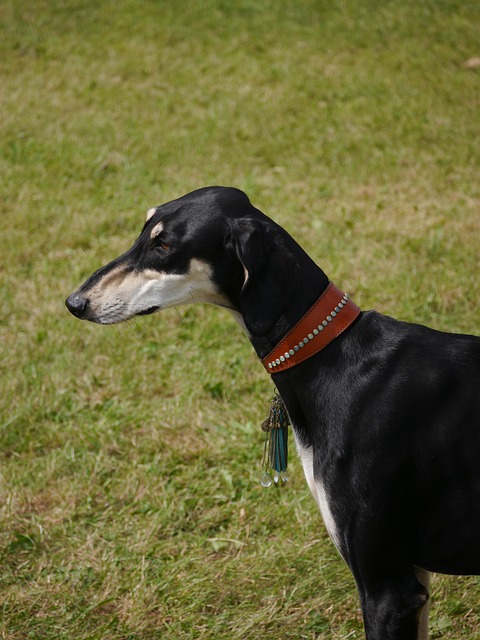 Online greyhound betting Australia