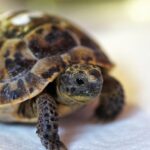 Reliable Online Pokies No Regs in Australia: Safety & Benefits