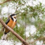 Secure Australian Pokies: No Registration, Fair Play