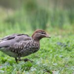 Secure Payment Options for Popular Australian Sports Betting Apps