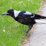 Unveiling Top Australian Sports Betting Apps for Users