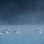 Uncovering Top Australian Sports Betting Apps for Success