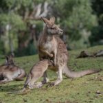 Low Minimum Bets: Unlocking Australia’s Popular Sports Betting Games