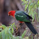 Quick Withdrawals: Secure Australian Sports Betting Secrets