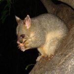 Quick Cashouts: Top Sports Betting Sites for Aussies