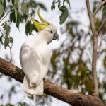 Quick Withdrawals: Revolutionize Your Australian Betting Experience