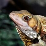 Unleash Aussie Casino Bonuses: Risk-Free Gameplay Secrets