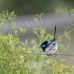 Secure Australian Pokies Apps: Instant Withdrawals Guide