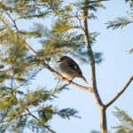 Real Money Pokies Apps: Safe & Secure Australian Gaming