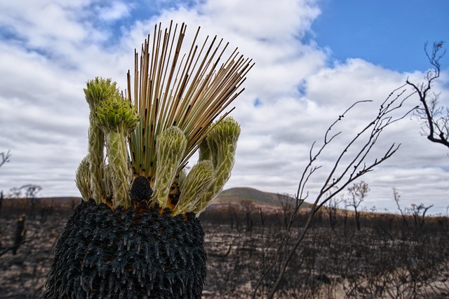 Real-time betting for Aussie sports