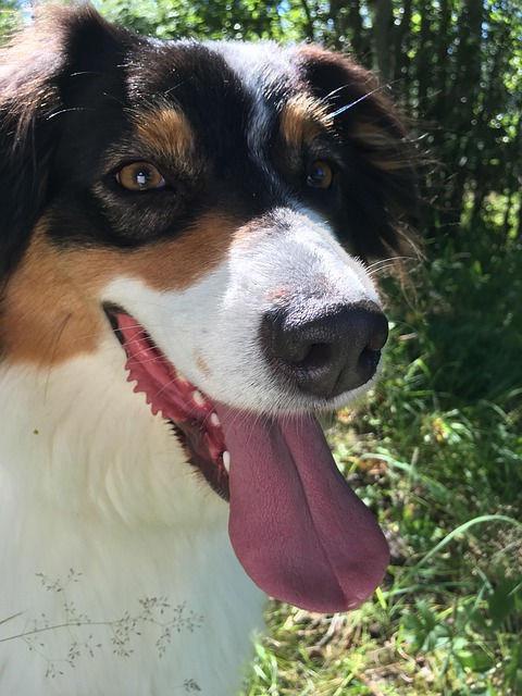 Real-time betting for Aussie sports