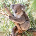 Safe Online Casinos Australia: Top Security Features Exposed